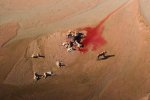 An aerial view of a pride of lions feeding on a buffalo kill in the White iMfolozi riverbed in K.jpg