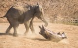 hippo-and-elephant-fight.jpg