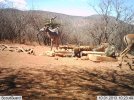 LBG Safaris Kudu (1).jpg