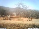 LBG Safaris Kudu (6).jpg