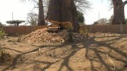 A Guy cutting down a Baobab Tree in TETE Mozambique.jpg