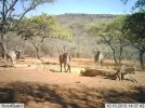 LBG Safaris (11).jpg LBG Safaris (11).jpg