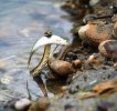 water-snake-caught-his-meal-resizecrop--.jpg