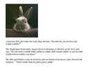 widdle wabbits.jpg