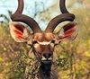 kudu Kenya Uganda Tanzania South Africa Dangerous Safaris 2_zpsbpwjmqy4.jpg
