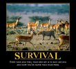 survival-all-fight-no-flight-for-internet-tough-guys-demotivational-poster-1256162848.jpg