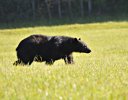 Black Bear - Quackenbush.jpg