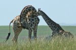 TwoGiraffes.jpg