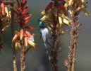 Bird1.jpg