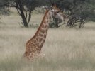 African Safari 2010 075.jpg