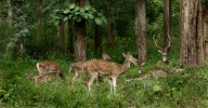 chital family worked Low Res.jpg