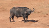 Buffalo-addo-6.jpg