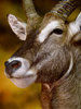 Daves_waterbuck_4%201_zpslslw01sg.jpg