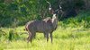 kudu_bull_rs_l_resized.jpeg