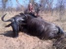 wildebeest.jpg