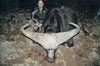 7._Gregory_S._Williamson_cape_buffalo.jpg