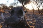 Warthogcloseup_zps1cebe906.jpg