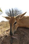 Duiker_zpsf94bd842.jpg