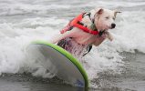 surfer.dog.jpg