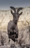 markhor_zpse719ca20.jpg