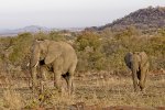 2elephantssm.jpg