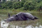 Dead Female Rhino shot and the horn Hacked.jpg