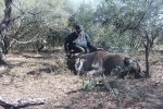 wildebeest1.JPG