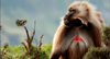baboon.png