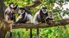 default-1464386183-494-baby-colobus-monkeys-grow-faster-to-avoid-being-murdered-by-older-males.jpg