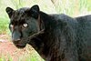 Black-Leopard-1-626x417.jpeg