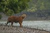 1024px-Sundarban_Tiger.jpg