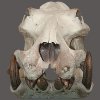 thumbs_hippo-skulls-tusks-001.jpg