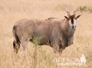 hunting-eland-01.jpg