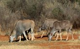 eland 3.jpg