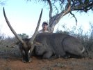 Waterbuck (600 x 450).jpg Waterbuck (600 x 450).jpg