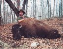 bisonhunt001.jpg