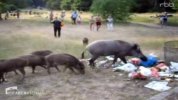 wildschwein-1.jpeg