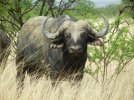 Cape Buffalo.jpg