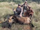 Wildebeest-Plains-Game-Hunting.jpg