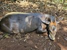 yellow backed duiker.jpg