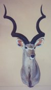 Taxidermy Studio Kudu1.jpg