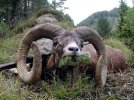 mouflon-ram hunting.jpg