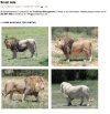 Lions on Offer.jpg