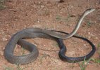 Black Mamba ( Dendroaspis Polylepis ).jpg