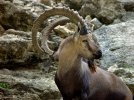 nubian ibex.jpeg