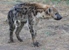 hyena-rctb_5150a.jpg