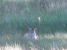 takbok_in_wildkamp_maart_2012_002.jpg