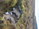 IMG_3558.jpeg