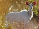 387332-albino-kudu.jpg