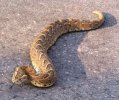 puff-adder.jpg